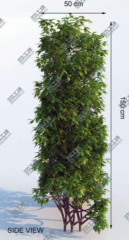 images/goods_img/2021040162/Generic Hedge - Big/4.jpg